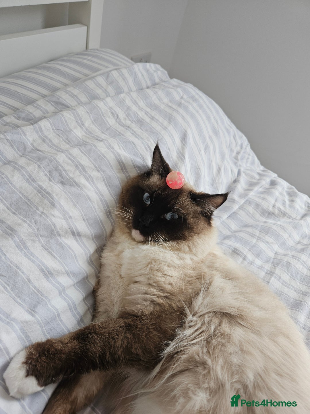 Ragdoll cats for sale: Male Ragdoll  - Image 3