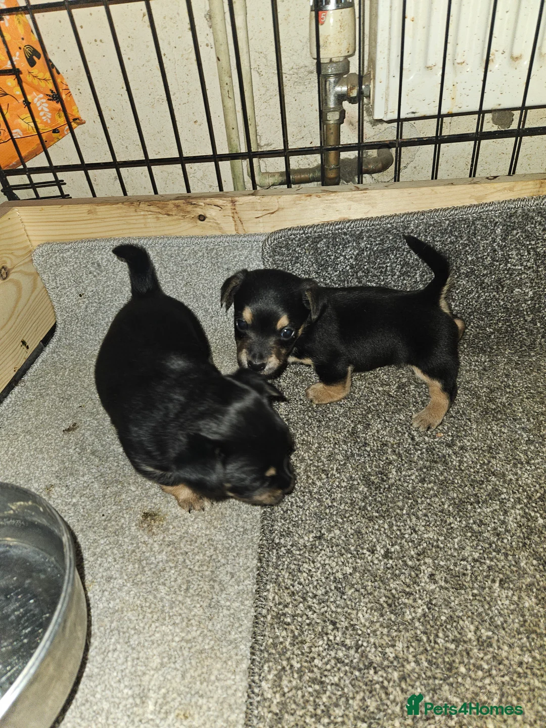 Jack Russell dogs for sale: Jack russle puppies  - Advert 20