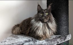 Maine Coon cats for sale: Maine coon kitten. Tica registered - Image 12