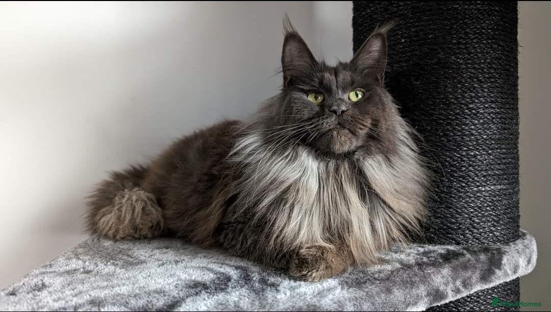 Maine Coon cats for sale: Maine coon kitten. Tica registered - Image 12