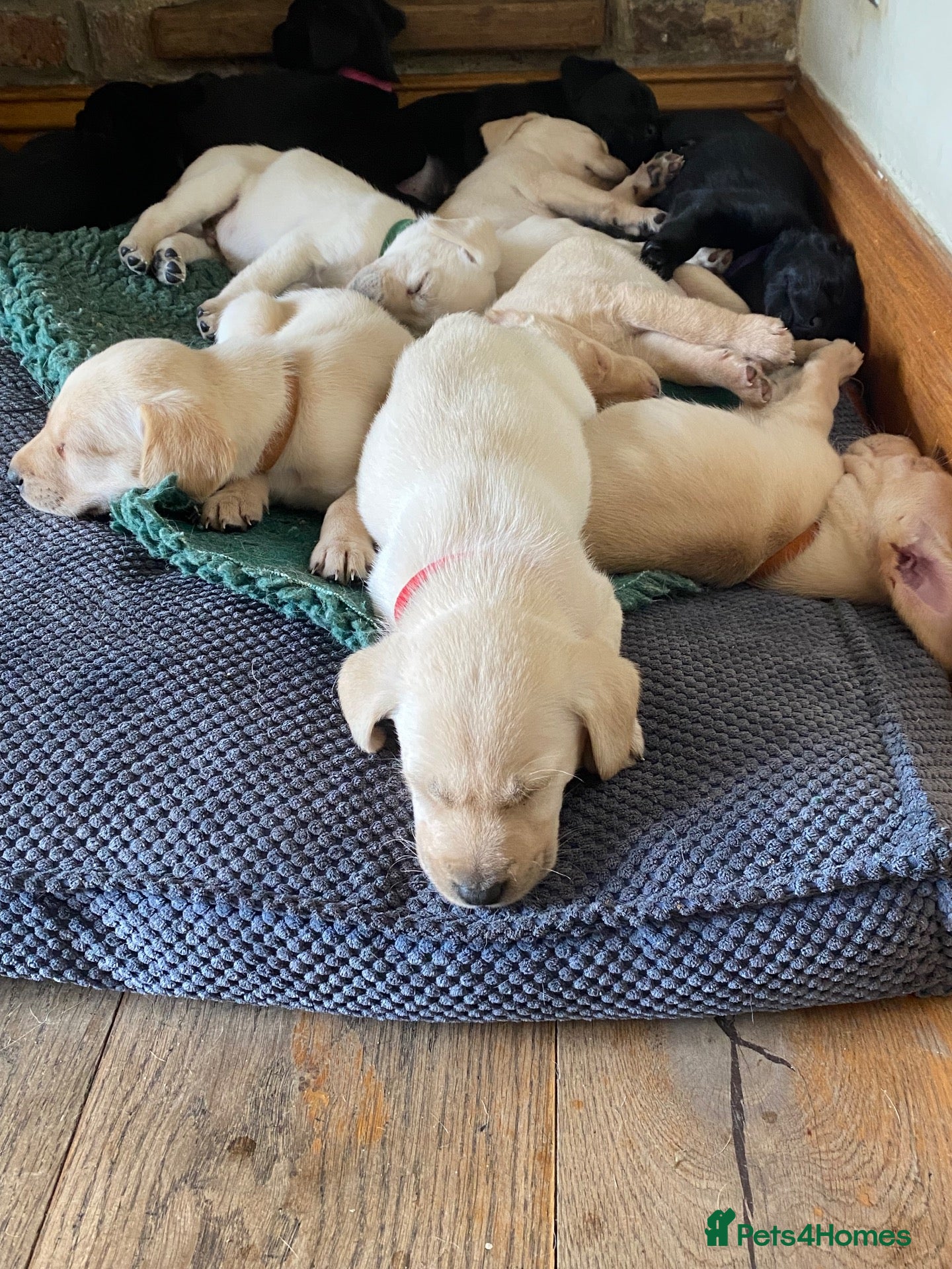 Labrador Retriever dogs STUNNING LABRADOR PUPPIES  - Advert 1