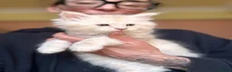 Maine Coon cats for sale: Maine coon kittens  - Advert 19