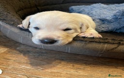 Labrador Retriever dogs for sale: Kc registered Labrador puppies for sale - Image 1