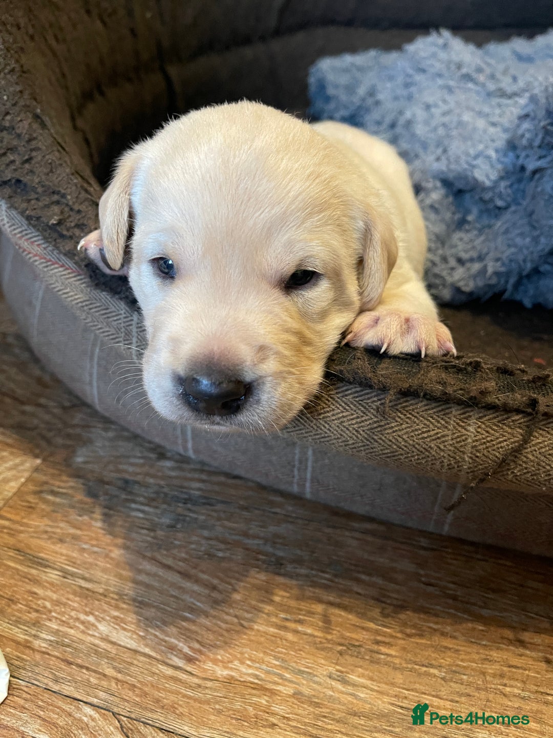 Labrador Retriever dogs for sale: Kc registered Labrador puppies for sale - Image 1