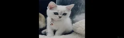 Scottish Fold cats for sale: TICA Registered Scottish Fold Kittens - Advert 6