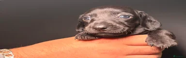 Miniature Dachshund 2