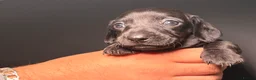 Miniature Dachshund dogs for sale: KC Registered Miniature Dachshund Puppies - Advert 6