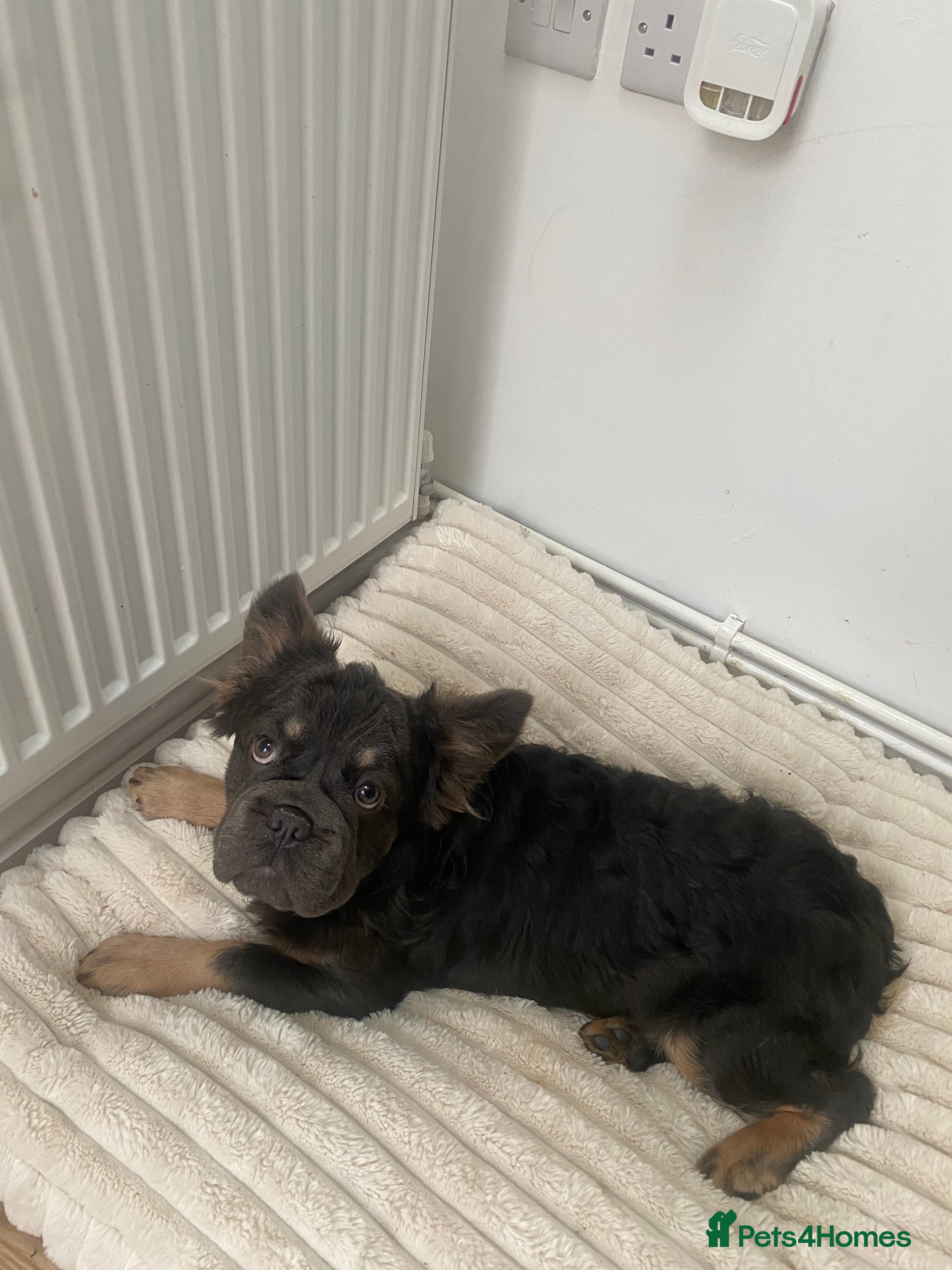 French Bulldog dogs Fluffy  BIG R O PE BOY- Chocco 😍 - Advert 3