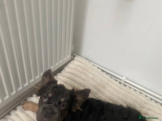 French Bulldog dogs Fluffy BIG R O PE BOY- Chocco 😍 - Advert 16