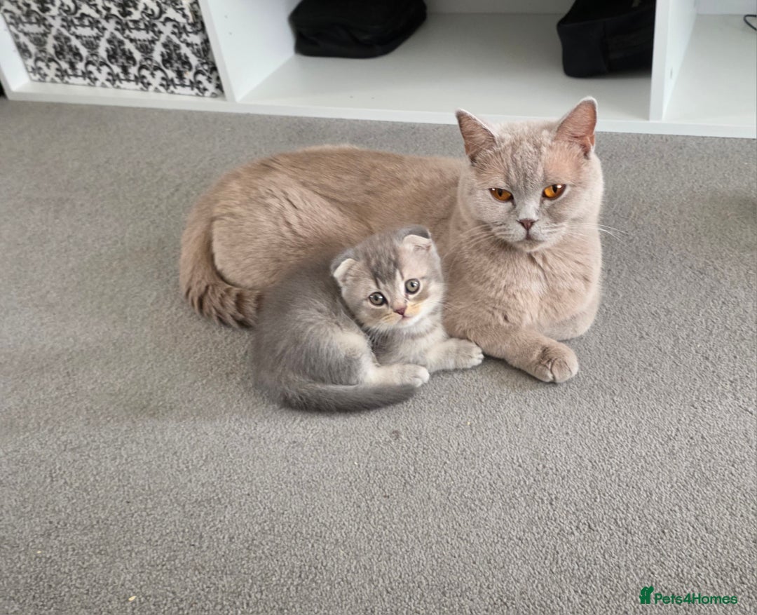 Mixed Breed cats for sale:  British shorthair & Scottish Fold mix - Image 19