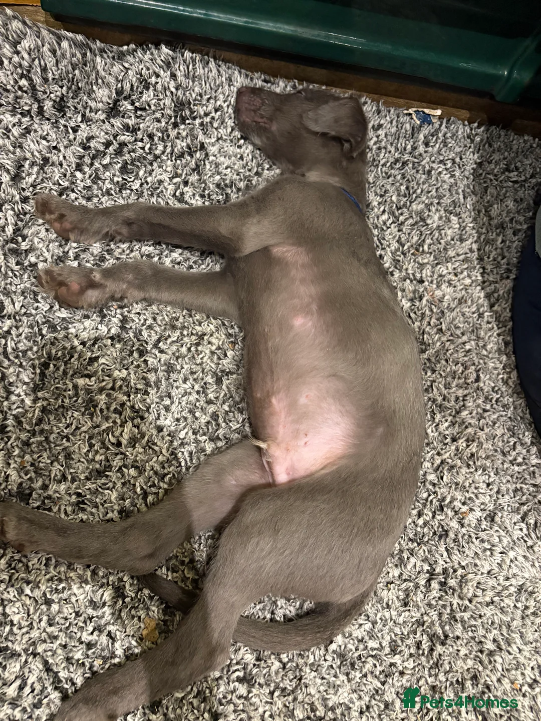 Mixed Breed dogs for sale: 2 grey boy bedlington whippet puppies  - Advert 6