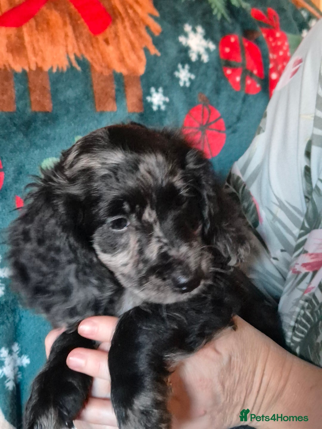 Mixed Breed dogs for sale: Dashalier puppies  - Advert 6