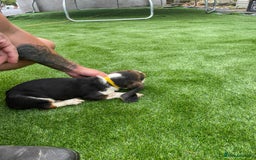 Basset Hound dogs for sale: Basset hound puppies for sale - Image 8