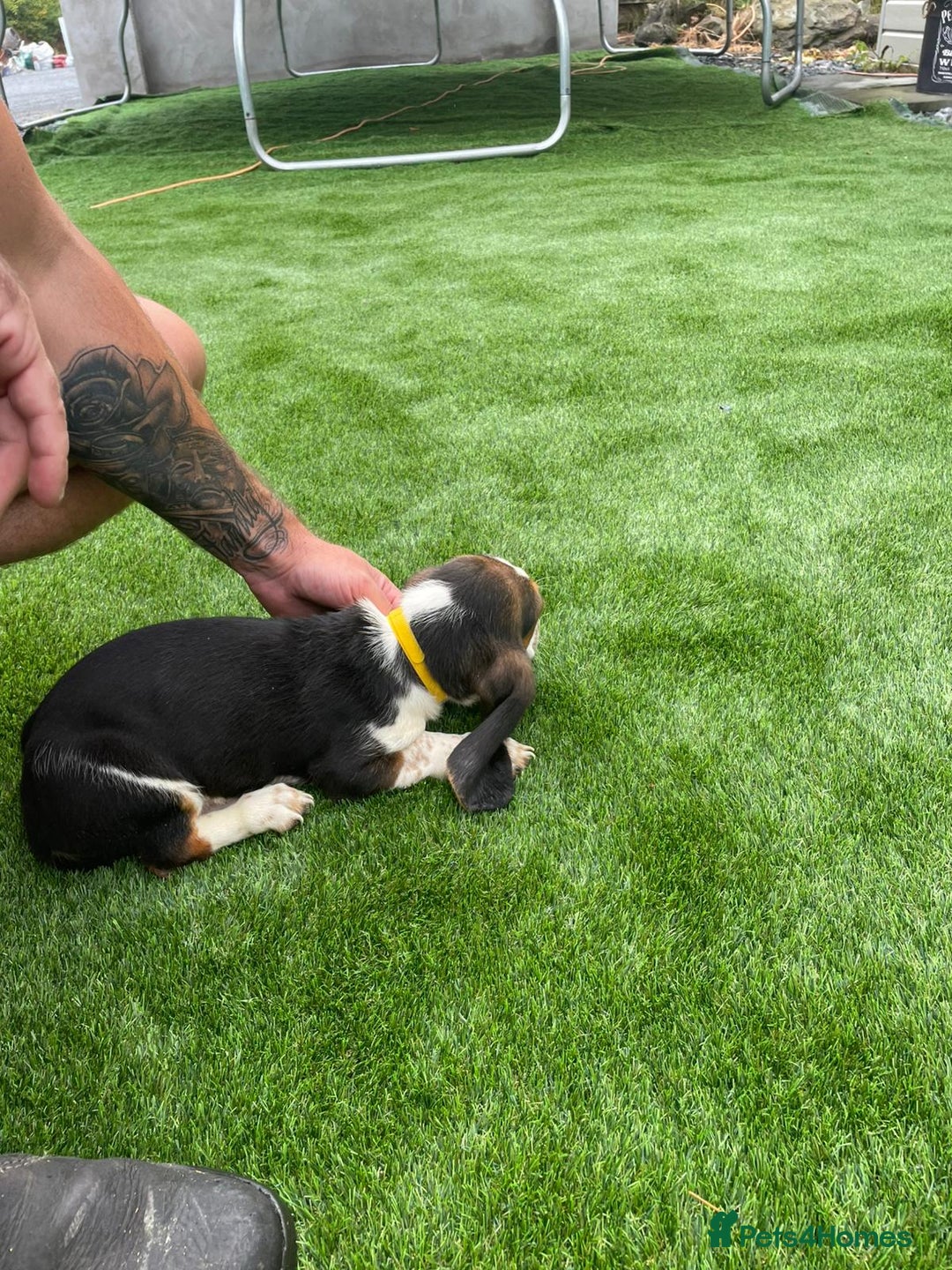 Basset Hound dogs for sale: Basset hound puppies for sale - Image 8
