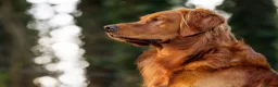 Golden Retriever dogs for stud: Stunning Golden Retriever at Stud - Advert 3