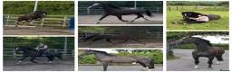 British Warmblood horses for sale: Beautiful black warmblood mare with golden temp in Maesteg - Advert 16