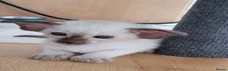 Oriental cats for sale: Modern type Oriental/siamese kittens  - Advert 6