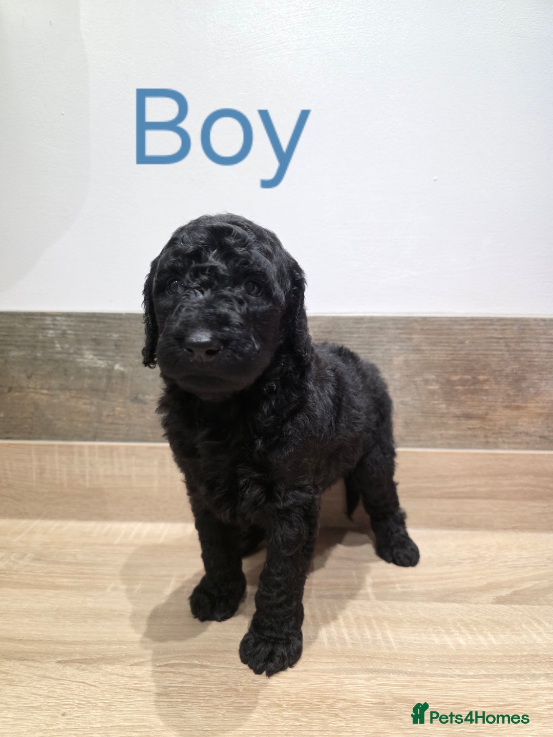 Labradoodle dogs for sale: Gorgeous Labradoodle Babies  - Image 4