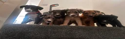Mixed Breed dogs for sale: Cross Lurcher/Saluki in Swanley - Advert 3