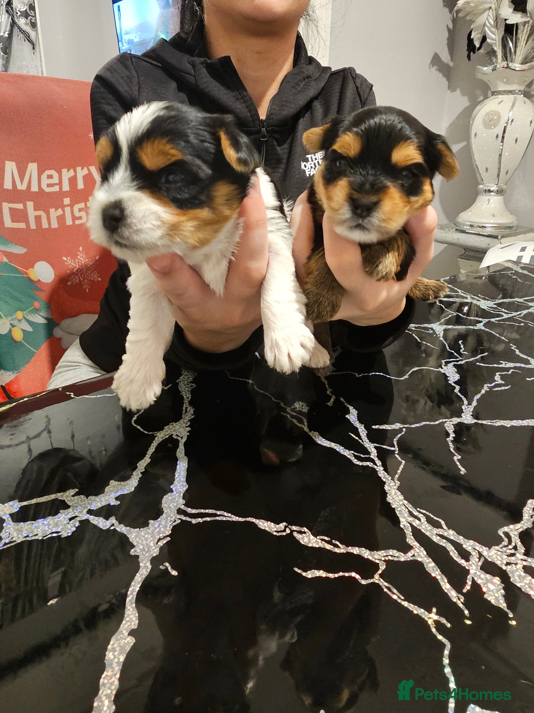 Yorkshire Terrier dogs for sale: Yorki baby - Advert 12