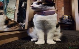 American Shorthair cats for sale: 4 kittens  - Image 3