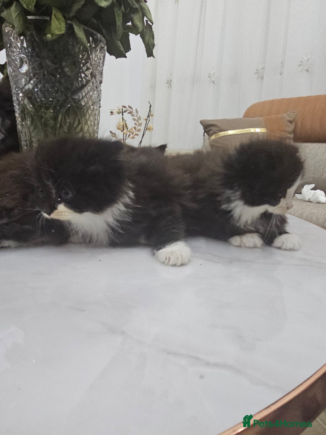 Persian cats for sale: Adorable half perian kittens available now,  - Advert 7