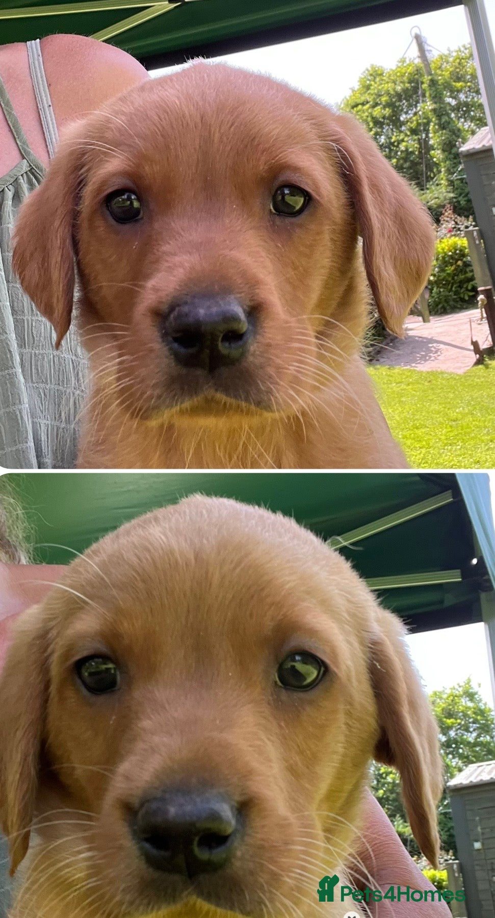 Labrador Retriever dogs *READY NOW * Super Dark fox red KC lab pups  - Advert 5