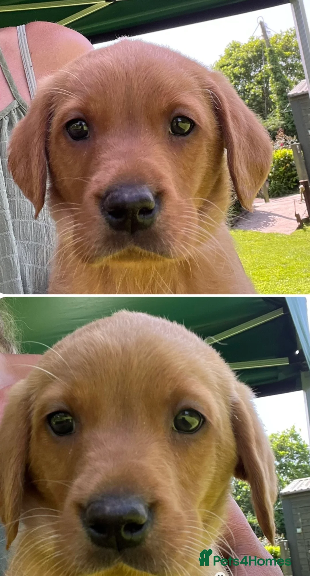 Labrador Retriever dogs for sale: *READY NOW * Super Dark fox red KC lab pups  - Advert 1