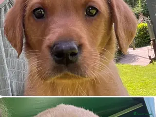 Labrador Retriever dogs *READY NOW * Super Dark fox red KC lab pups - Advert 5