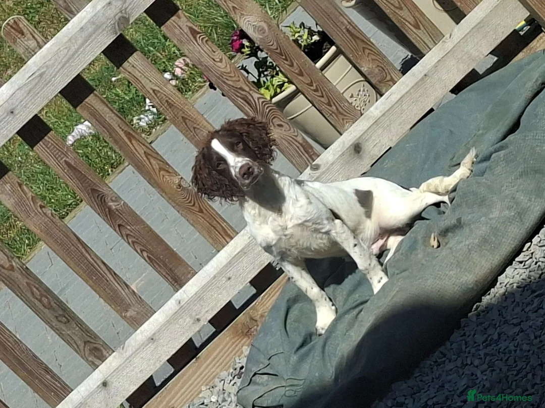 English Springer Spaniel dogs for sale: Father and son springers  - Advert 4