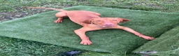 Hungarian Vizsla dogs for sale: 2 year old stunning athletic beautiful girl - Advert 2