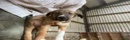 Border Collie dogs for sale: Red collie puppy  in Kidderminster - Advert 2
