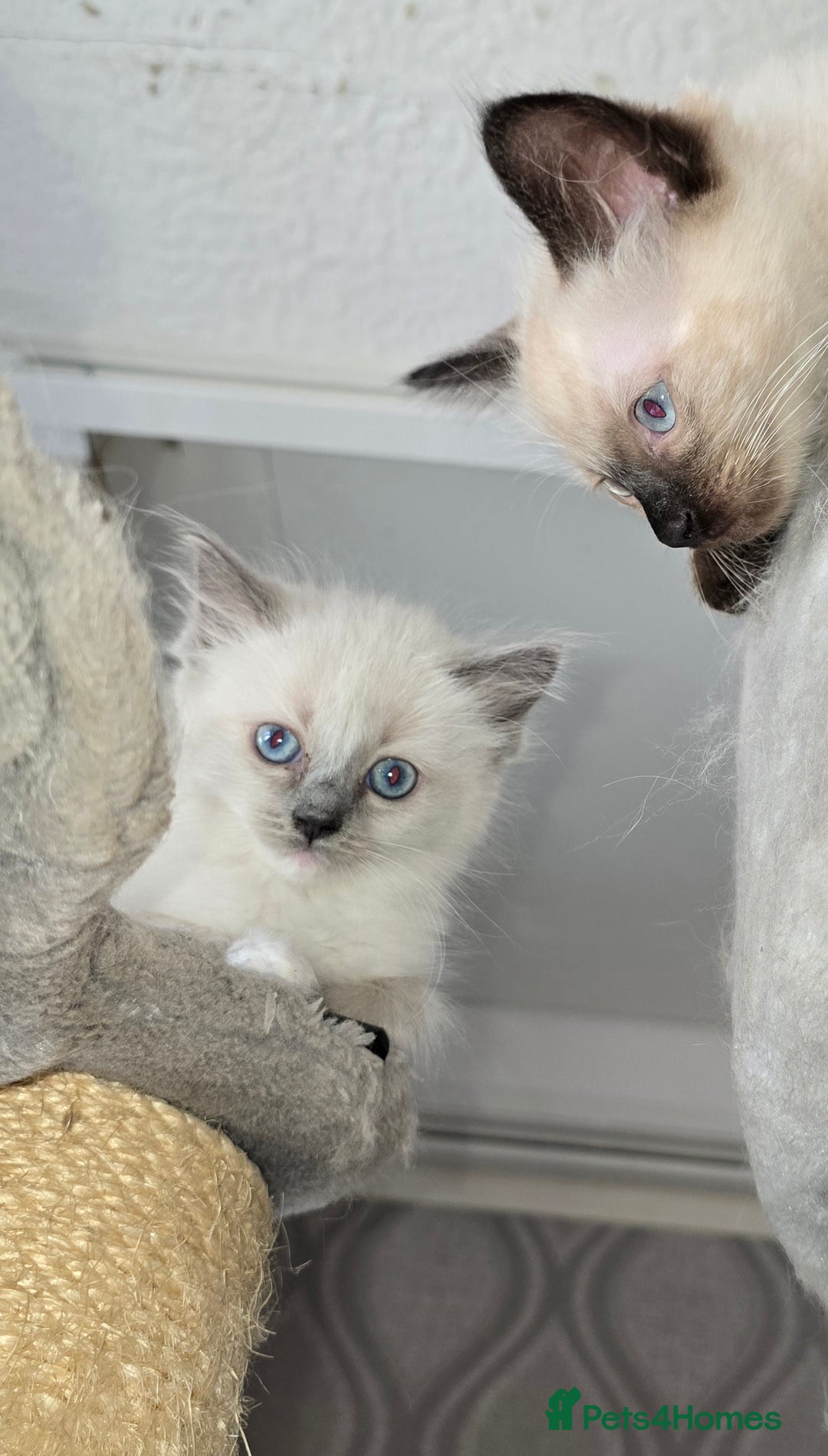 Ragdoll cats for sale: 3 beautiful girls left - Image 10