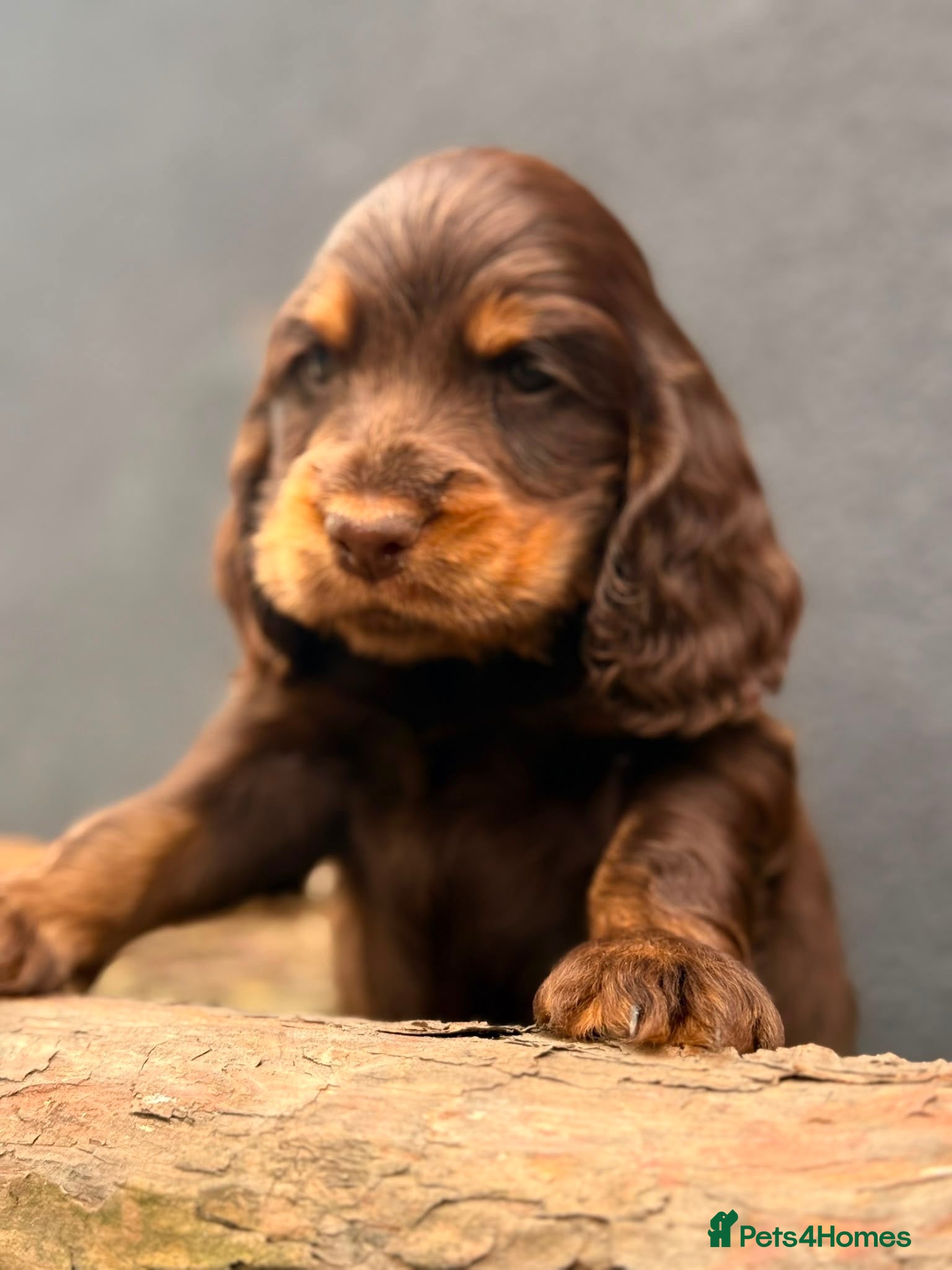 Cocker Spaniel dogs Show type cocker spaniels  - Advert 15