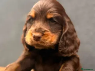 Cocker Spaniel dogs Show type cocker spaniels - Advert 15
