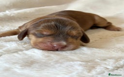 Cocker Spaniel dogs for sale: KC Reg Fully Health Tested Showline Cocker Spaniel - Image 18