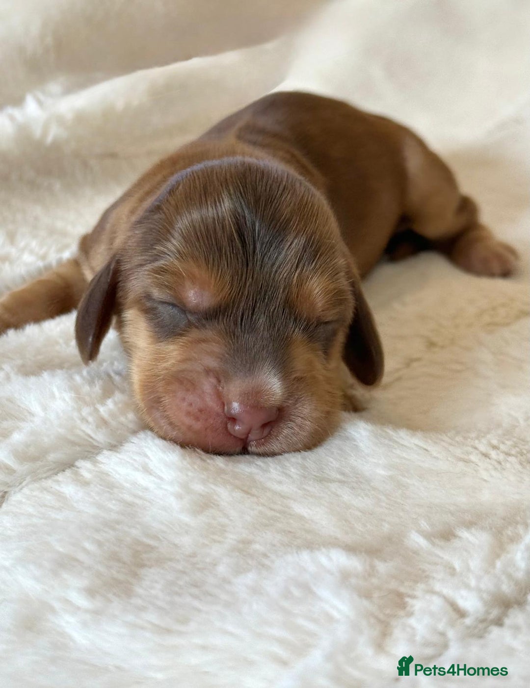 Cocker Spaniel dogs for sale: KC Reg Fully Health Tested Showline Cocker Spaniel - Image 18