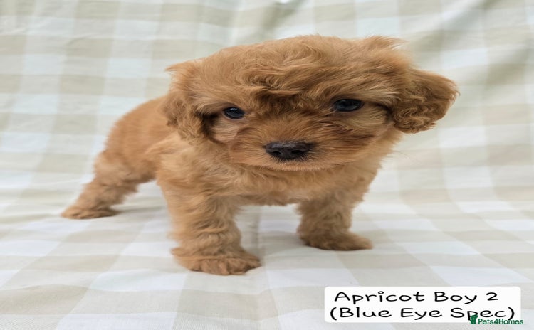 Cavapoo dogs - Advert 3