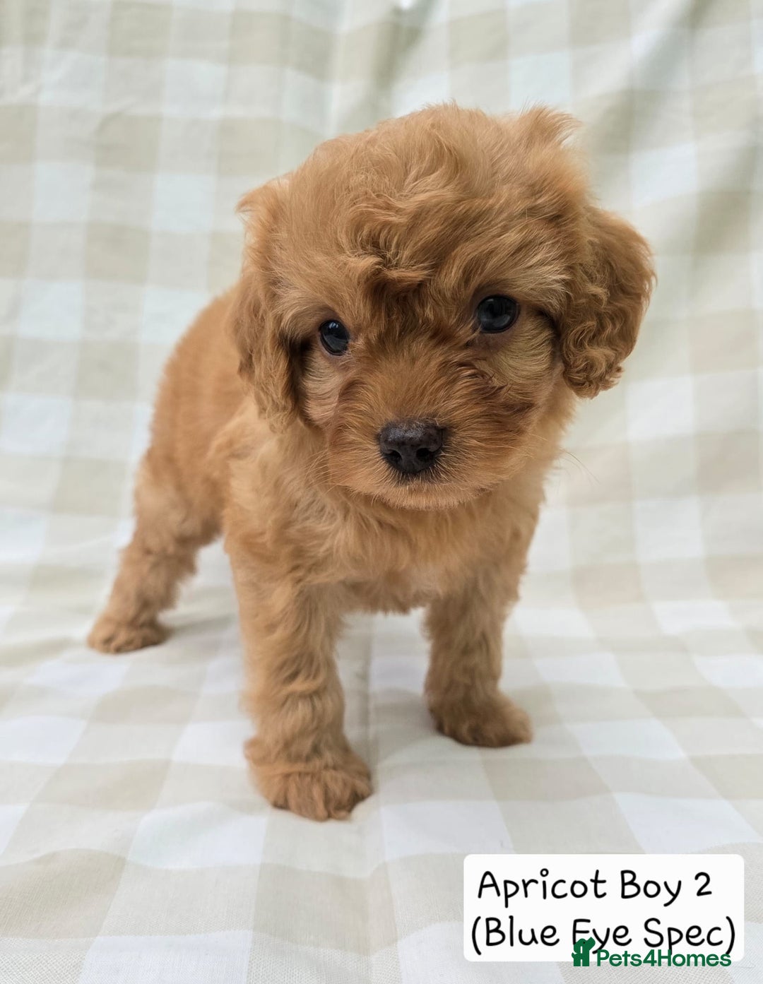Cavapoo dogs for sale: SWEETEST CAVAPOO PUPPIES  - Image 1