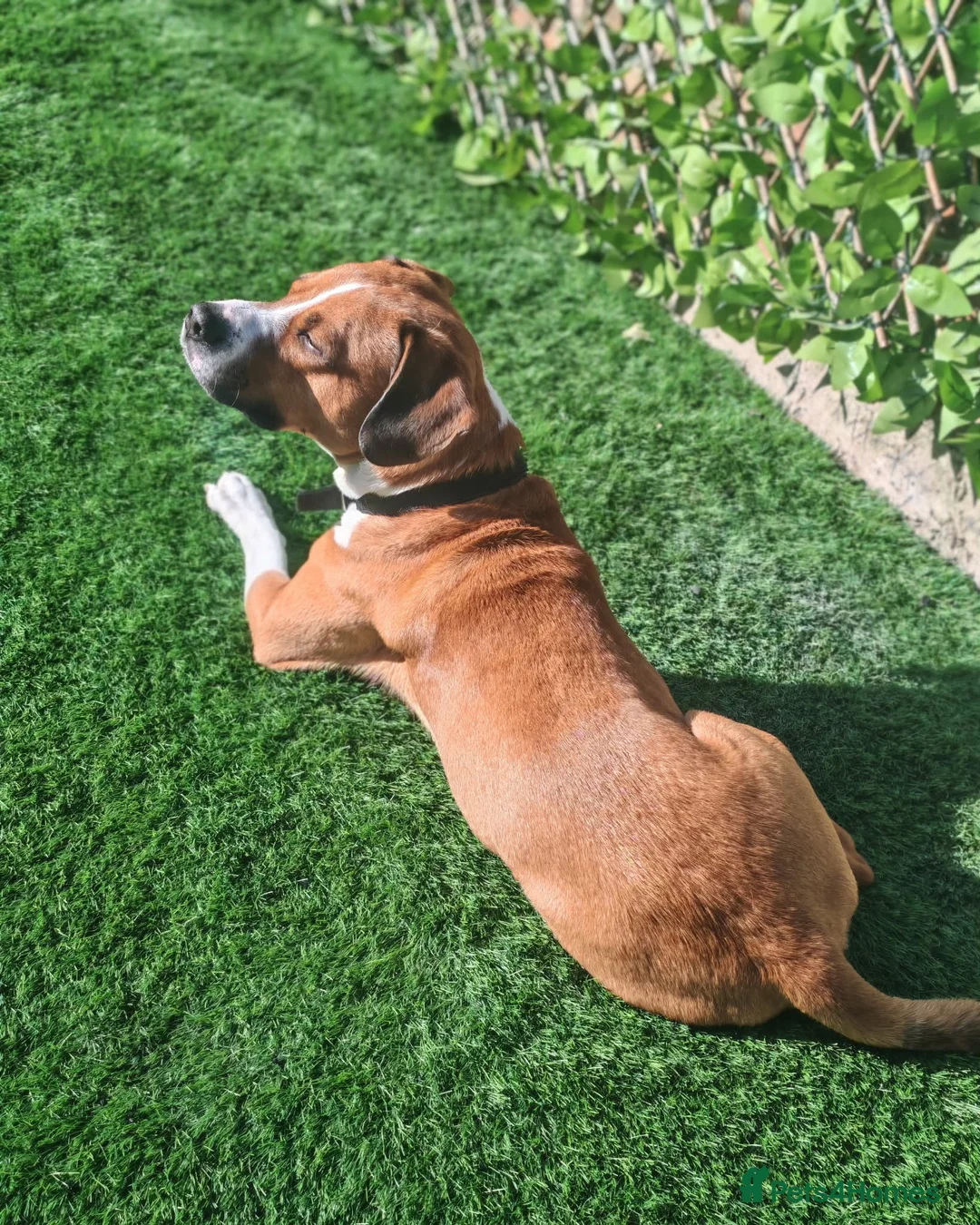 Mixed Breed dogs for sale: Loveable family dog for rehoming  in Bedworth - Advert 1