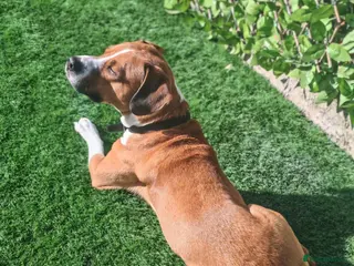 Mixed Breed dogs Loveable family dog for rehoming in Bedworth - Advert 1