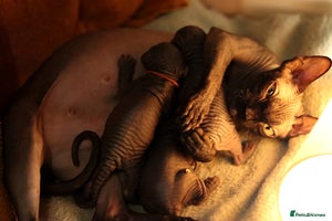 Sphynx cats Sphynx Black Solid Girls - Advert 1