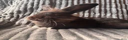 Lionhead rabbits for sale: Elvis mini lop x lion head buck  - Advert 5