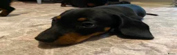 Dachshund dogs for sale: Beautiful black and tan Daschund puppies. - Advert 9