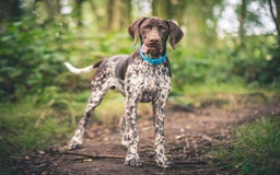 German Shorthaired Pointer dogs for stud: KC Registered German Shorthaired Pointer at Stud in Liverpool - Image 2