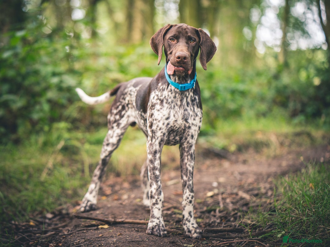 German Shorthaired Pointer dogs for stud: KC Registered German Shorthaired Pointer at Stud in Liverpool - Image 2