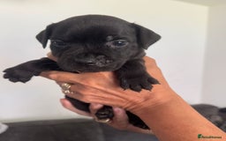 Staffordshire Bull Terrier dogs for sale: Staffordshire bull terrier pups - Image 5