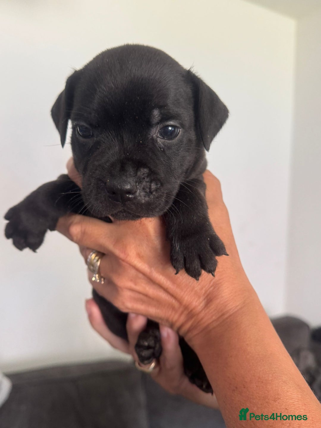 Staffordshire Bull Terrier dogs for sale: Staffordshire bull terrier pups - Image 5