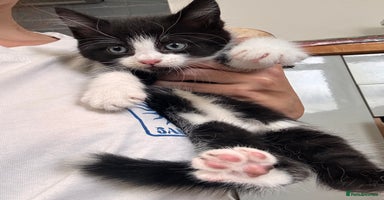 Mixed Breed cats - Advert 8