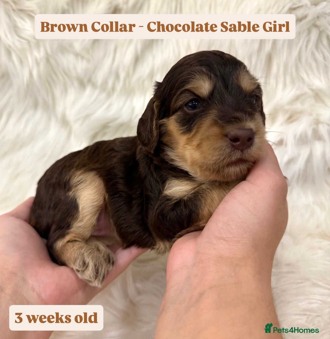 Cockapoo dogs for sale: Waiting-List Open - DNA Tested Cockapoo Puppies 🧬 - Advert 20